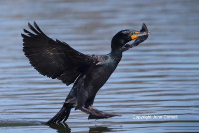 Cormorant;Double-crested-Cormorant;Flying-Bird;Landing;Phalacrocorax-auritus;Pho